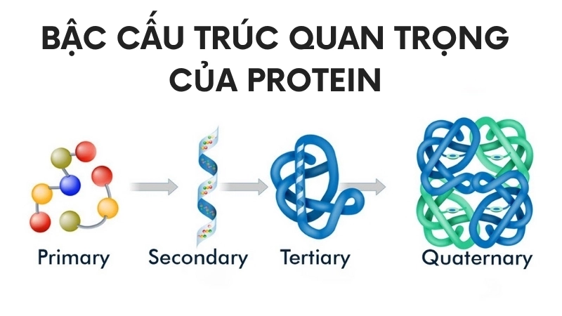 Bậc cấu trúc quan trọng của protein