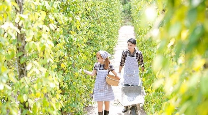 Thơm nồng đặc sản vườn tiêu Khu Tượng