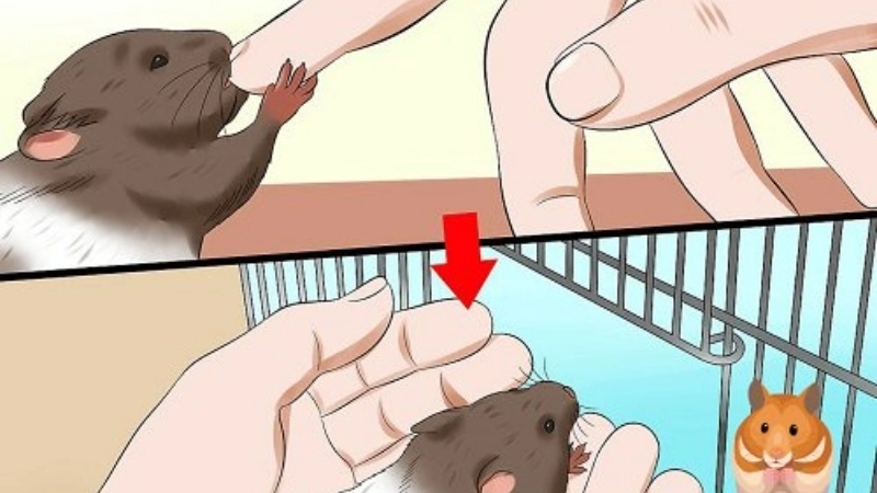 Triệu chứng khi bị hamster cắn