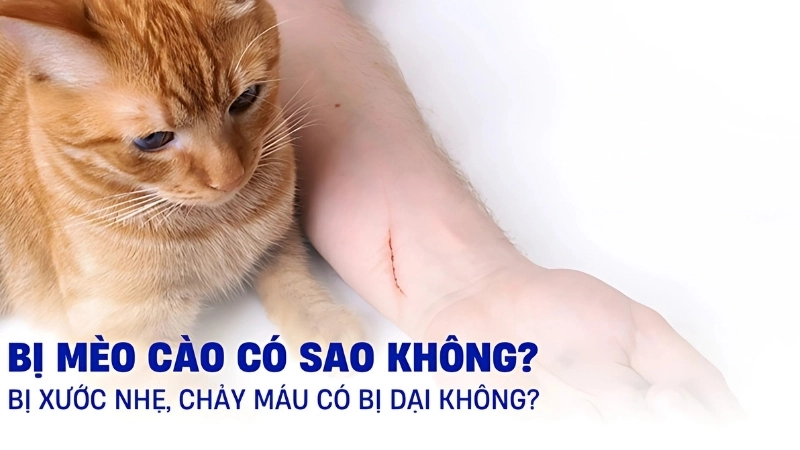 Triệu chứng khi bị mèo cào