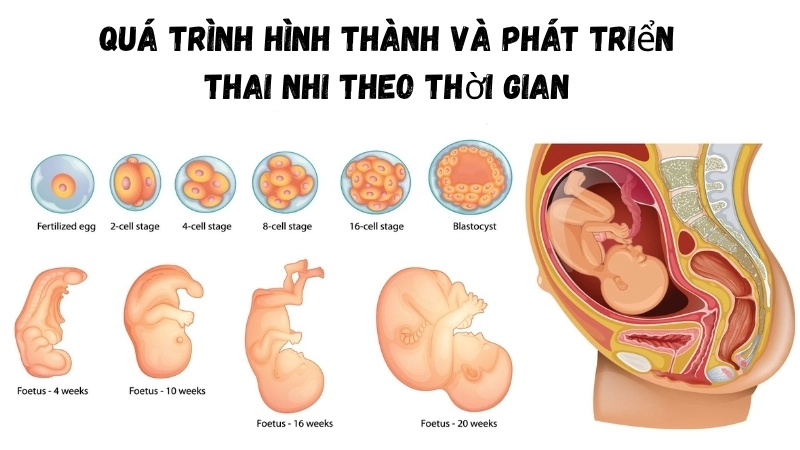 Biểu đồ tuần tự minh họa quá trình hình thành và phát triển thai nhi theo thời gian