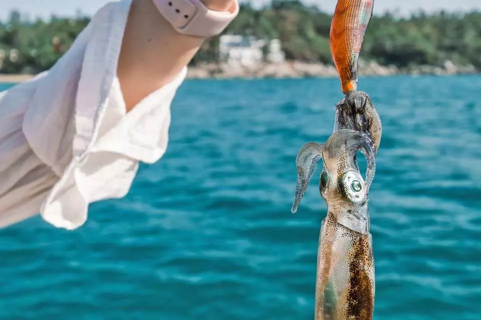 Thử tài câu cá câu mực đêm trên du thuyền sang trọng
