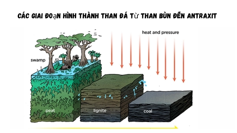 Các giai đoạn hình thành than đá từ than bùn đến antraxit 