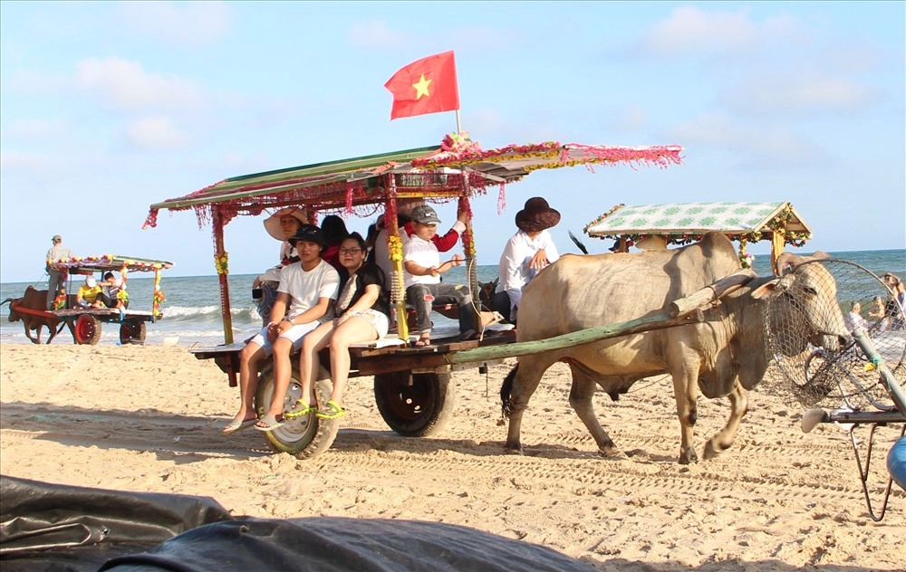 Hoài cổ độc đáo với thử cảm giác đi xe bò ven biển