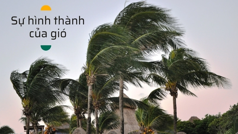 Cánh đồng lúa đung đưa trong gió 