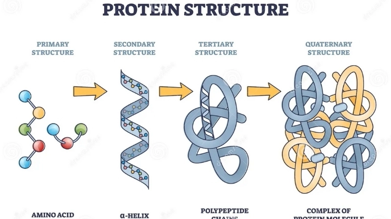 Cấu trúc bậc 1 của protein – Trình tự axit amin quyết định mọi bậc cấu trúc tiếp theo.