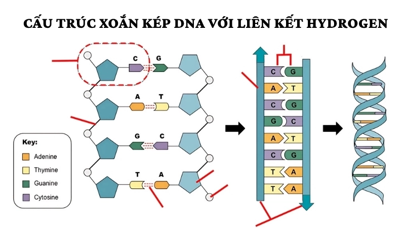 Cấu trúc xoắn kép DNA với liên kết hydrogen 