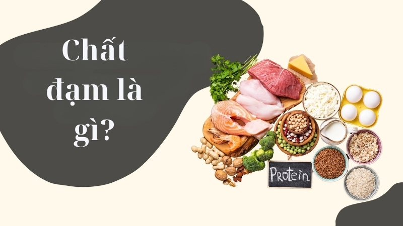 Chất đạm là gì? 