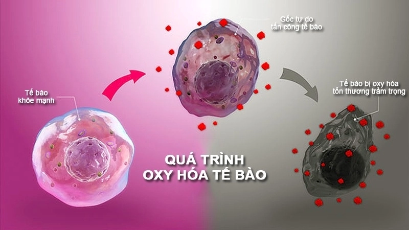 Hiện tượng oxi hóa trong cơ thể