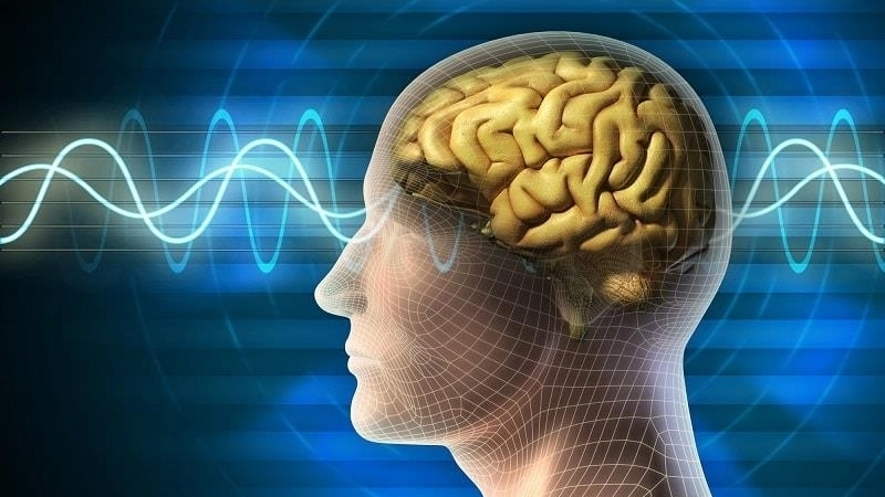 Các vùng của chất xám