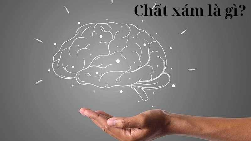 Chất xám là gì?
