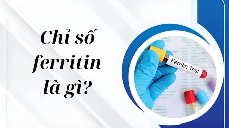 Chỉ số ferritin là gì?