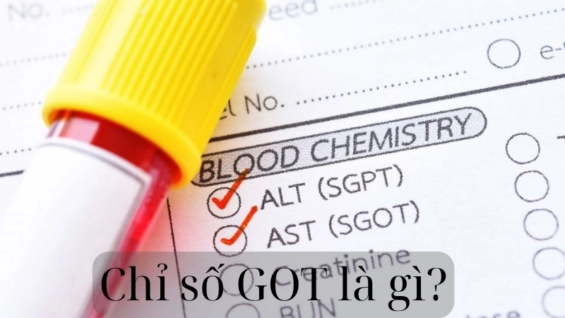 Chỉ số GOT là gì?