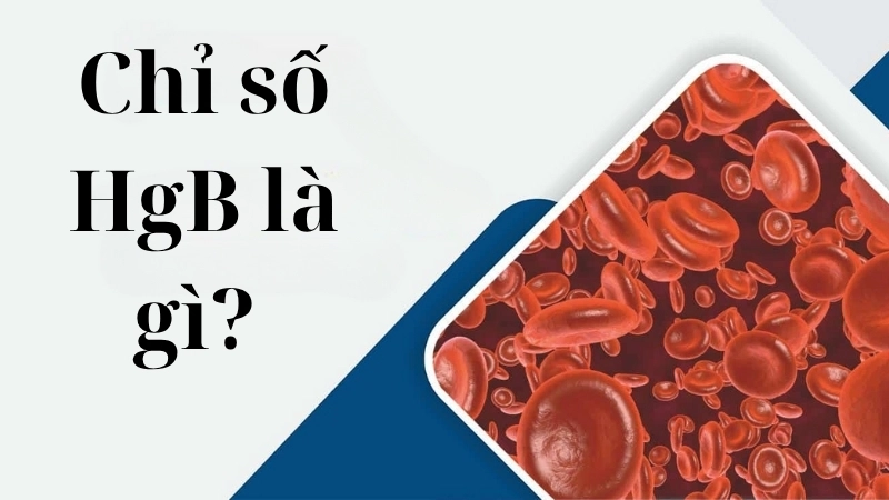 Chỉ số HgB là gì? 