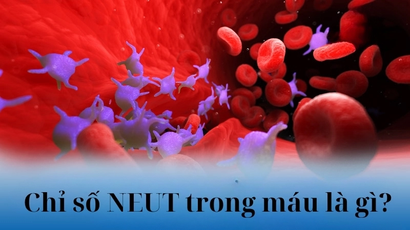 Chỉ số NEUT trong máu là gì?