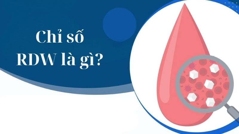 Chỉ số RDW là gì?