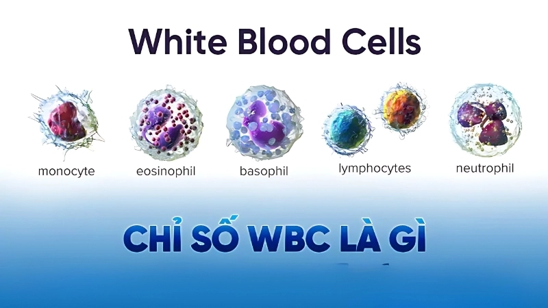 Chỉ số WBC là gì?