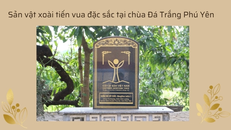 Sản vật xoài tiến vua đặc sắc tại chùa Đá Trắng Phú Yên