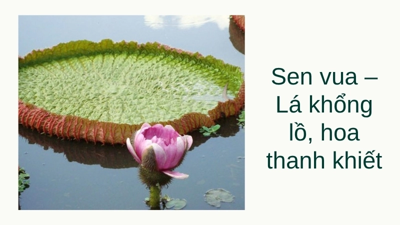 Sen vua – Lá khổng lồ, hoa thanh khiết
