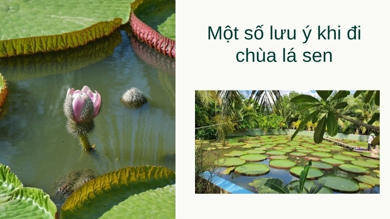 Một số lưu ý khi đi chùa lá sen