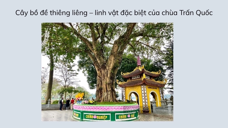 Cây bồ đề thiêng liêng – linh vật đặc biệt của chùa Trấn Quốc