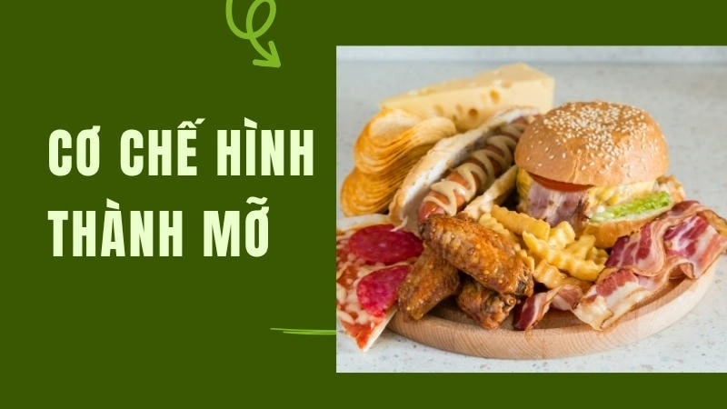 Cơ chế mỡ được hình thành như thế nào từ đường và tinh bột