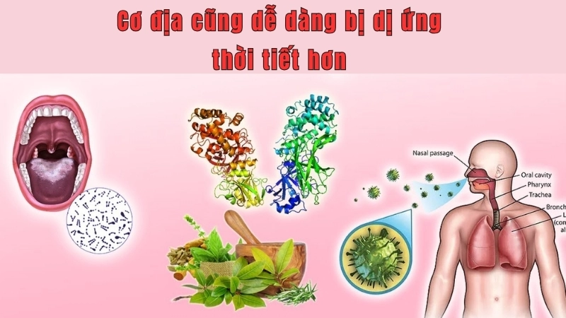 Cơ địa nhạy cảm cũng dễ dàng bị dị ứng thời tiết hơn