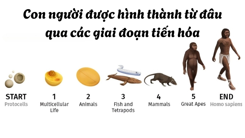 Con người được hình thành từ đâu qua các giai đoạn tiến hóa