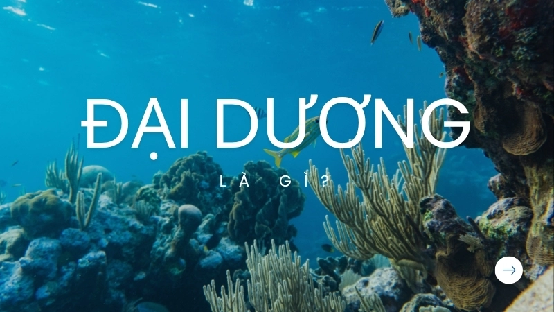 Đại dương là vùng nước mặn khổng lồ bao phủ phần lớn bề mặt Trái Đất