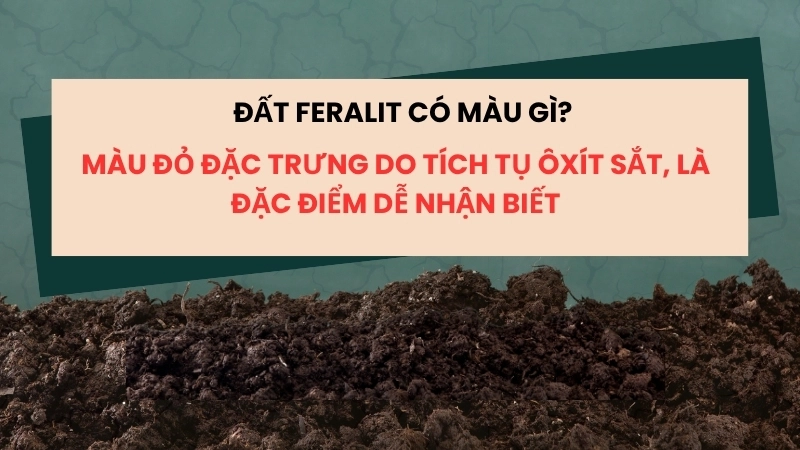  Đất feralit có màu gì? Màu đỏ đặc trưng do tích tụ ôxít sắt, là đặc điểm dễ nhận biết