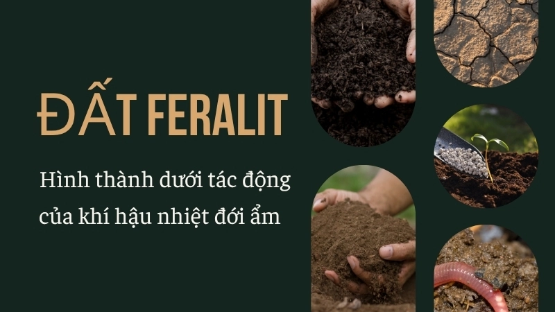  Đất feralit hình thành dưới tác động của khí hậu nhiệt đới ẩm, mưa nhiều và phong hóa mạnh mẽ