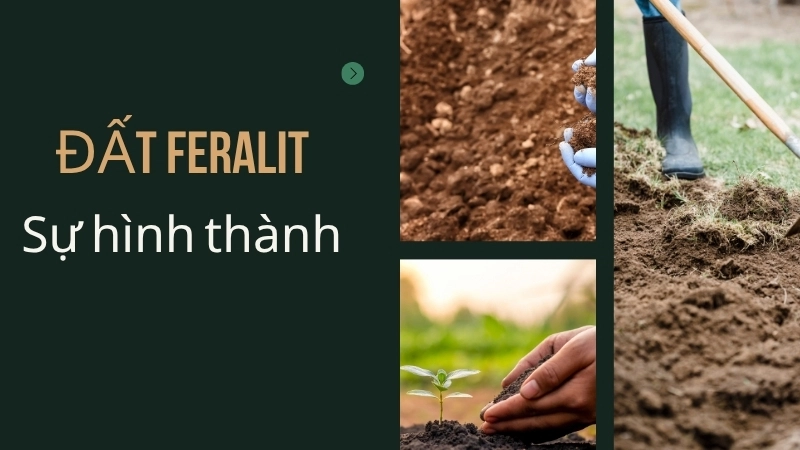 Đất feralit là một loại đất đặc trưng của vùng khí hậu nhiệt đới ẩm