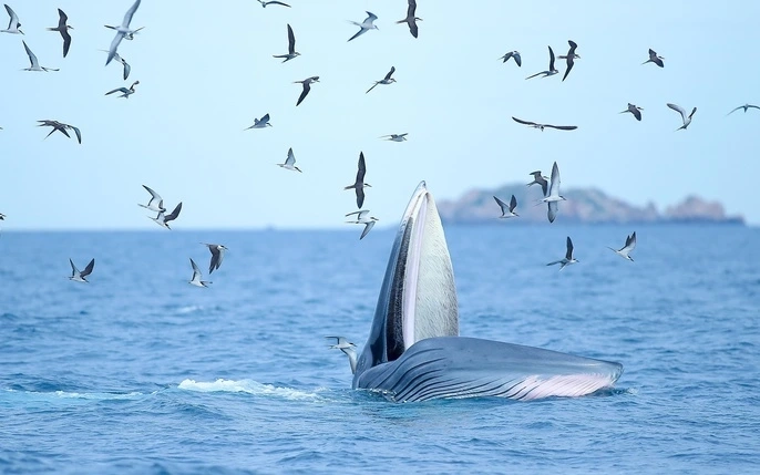 Mùa hè lý tưởng để ngắm cá voi ngoài khơi