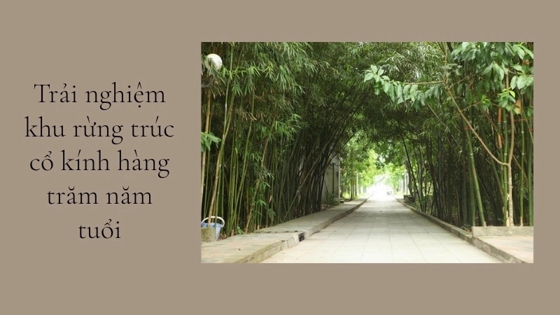 Trải nghiệm khu rừng trúc cổ kính hàng trăm năm tuổi