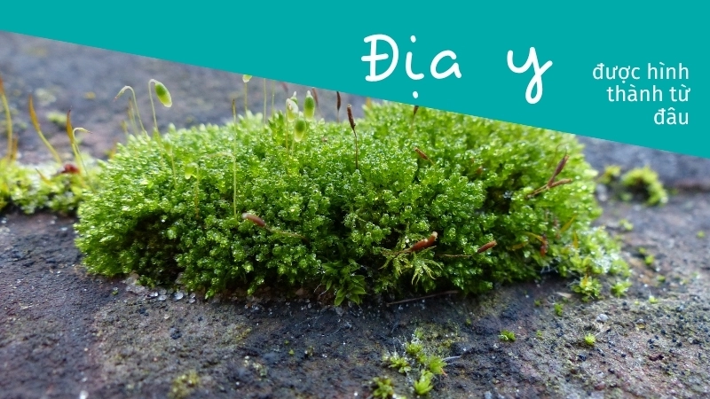  Địa y là gì – Cấu trúc địa y với sợi nấm và tế bào tảo lục đan xen.