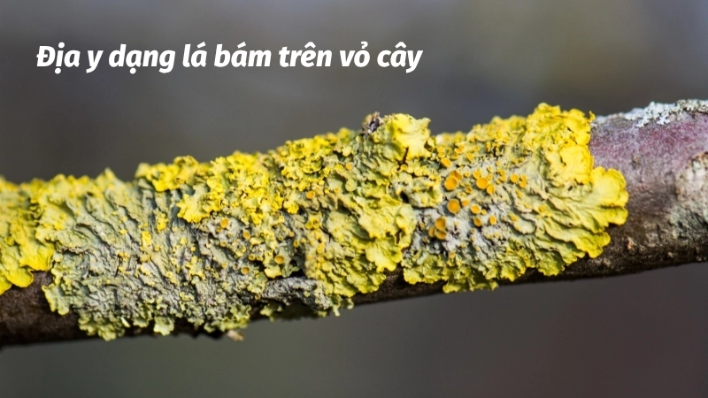  Địa y trên thân cây – Địa y dạng lá bám trên vỏ cây trong môi trường rừng ẩm ướt.