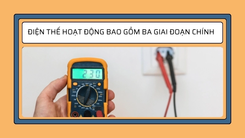 Điện thế hoạt động bao gồm ba giai đoạn chính
