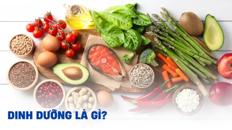 Khái niệm dinh dưỡng là gì?