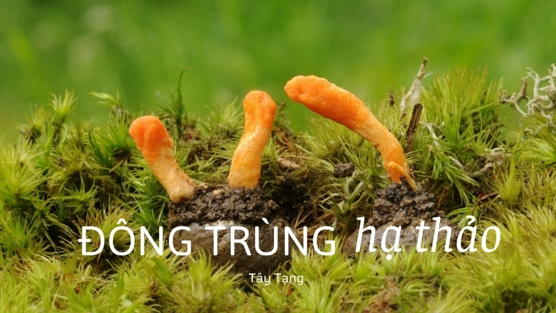 Đông trùng hạ thảo tự nhiên ở Tây Tạng 
