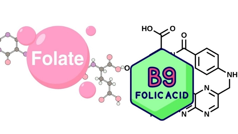 Folate có trong những loại thực phẩm nào?