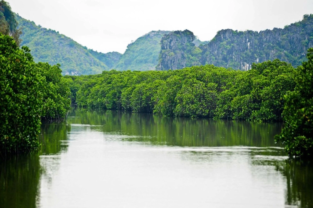 Tham quan Rừng ngập mặn vịnh Nha Phu hoang sơ
