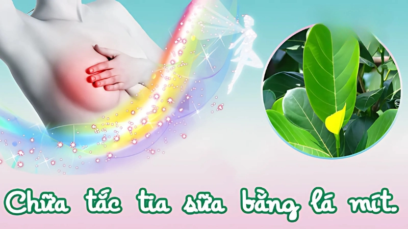 Hướng dẫn cách chữa mẹo tắc tia sữa bằng lá mít