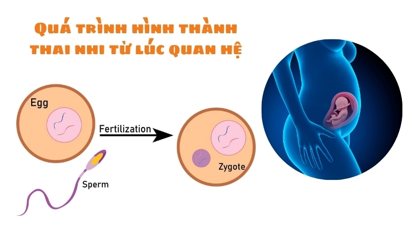 Khoảnh khắc thụ tinh đánh dấu sự khởi đầu của quá trình hình thành thai nhi từ lúc quan hệ