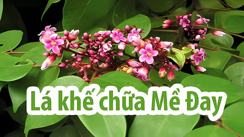 Mẹo chữa mề đay abwngf lá khế