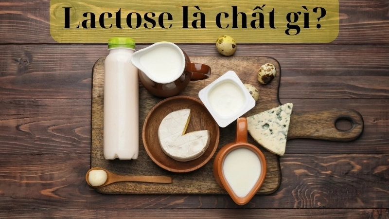Lactose là chất gì?