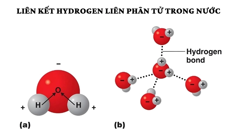 Liên kết hydrogen liên phân tử trong nước 