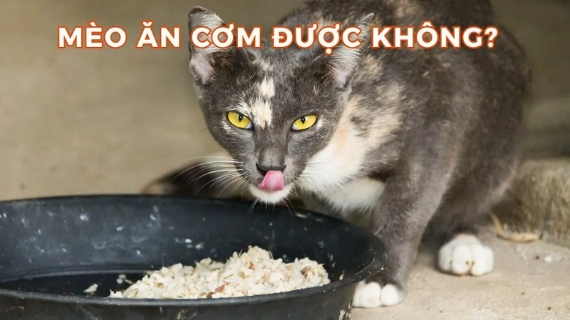 Mèo ăn cơm có bị sao không?