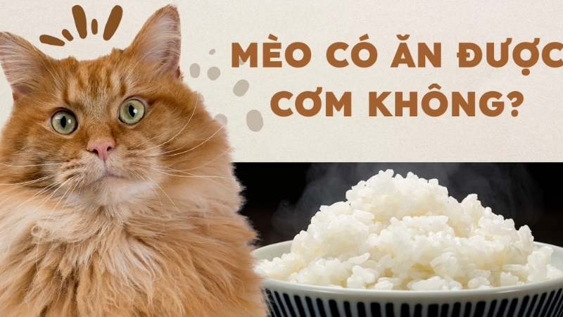 Dấu hiệu nhận biết khi bị ảnh hưởng do ăn cơm