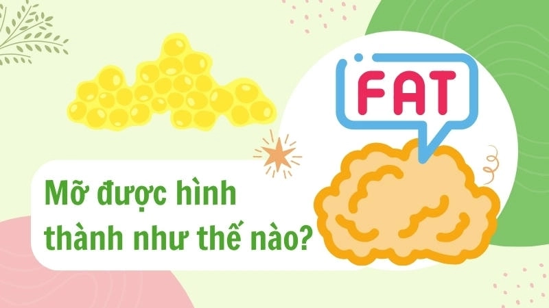 Mỡ được hình thành như thế nào khi năng lượng nạp vào vượt quá nhu cầu cơ thể