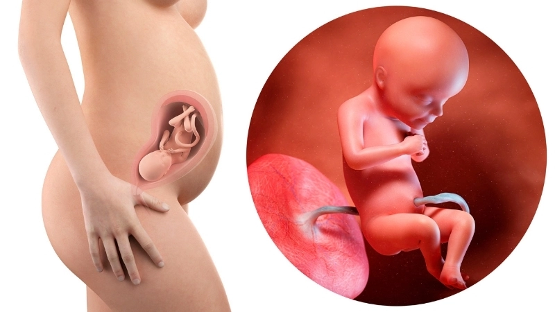 Mô phỏng 3D thể hiện chi tiết sự hình thành và phát triển của thai nhi qua từng giai đoạn